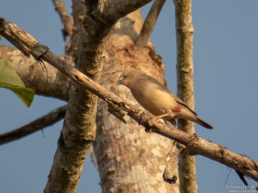 Chestnut-tailed Starlingadult
