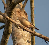 Chestnut-tailed Starling