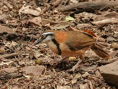 Lesser Necklaced Laughingthrush