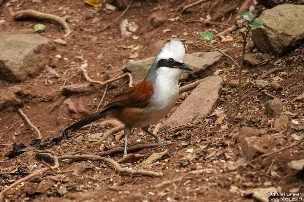 White-crested Laughingthrushadult