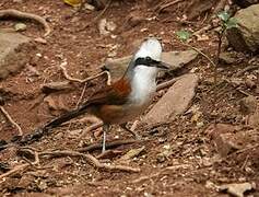 White-crested Laughingthrush