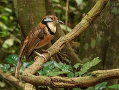 Greater Necklaced Laughingthrush