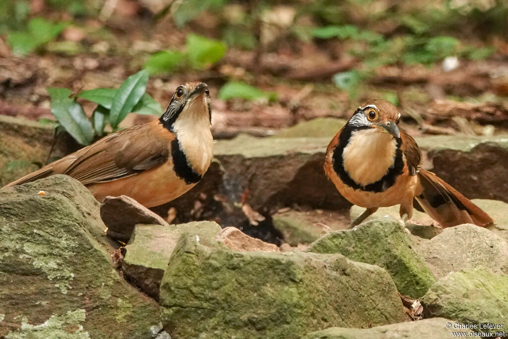 Greater Necklaced Laughingthrush