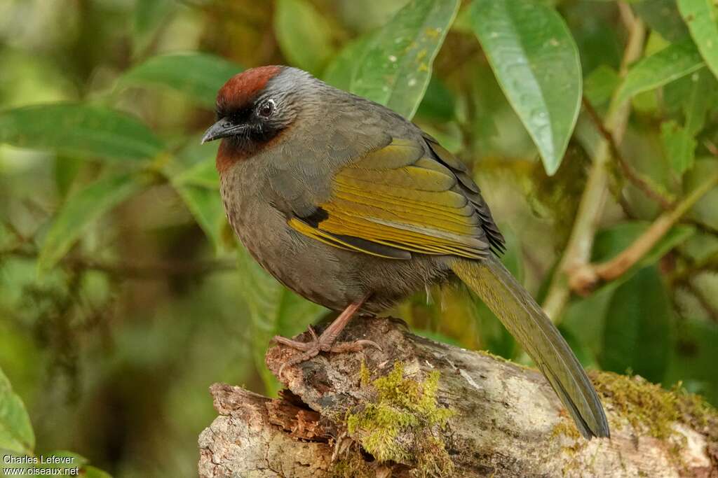 Silver-eared Laughingthrushadult, identification