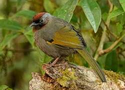 Silver-eared Laughingthrush