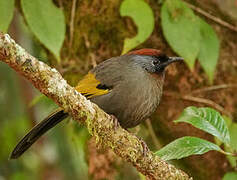 Silver-eared Laughingthrush