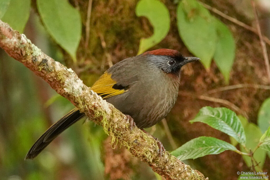 Silver-eared Laughingthrush