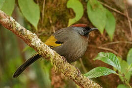 Silver-eared Laughingthrush