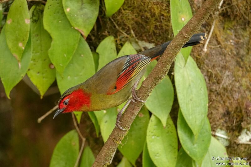 Scarlet-faced Liocichlaadult