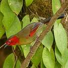 Garrulaxe de Rippon