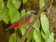 Scarlet-faced Liocichla