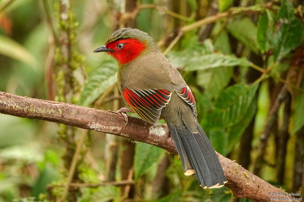 Scarlet-faced Liocichlaadult