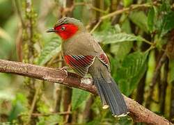 Scarlet-faced Liocichla