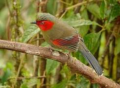 Scarlet-faced Liocichla