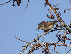 Fan-tailed Gerygone