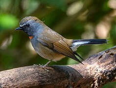 Rufous-gorgeted Flycatcher