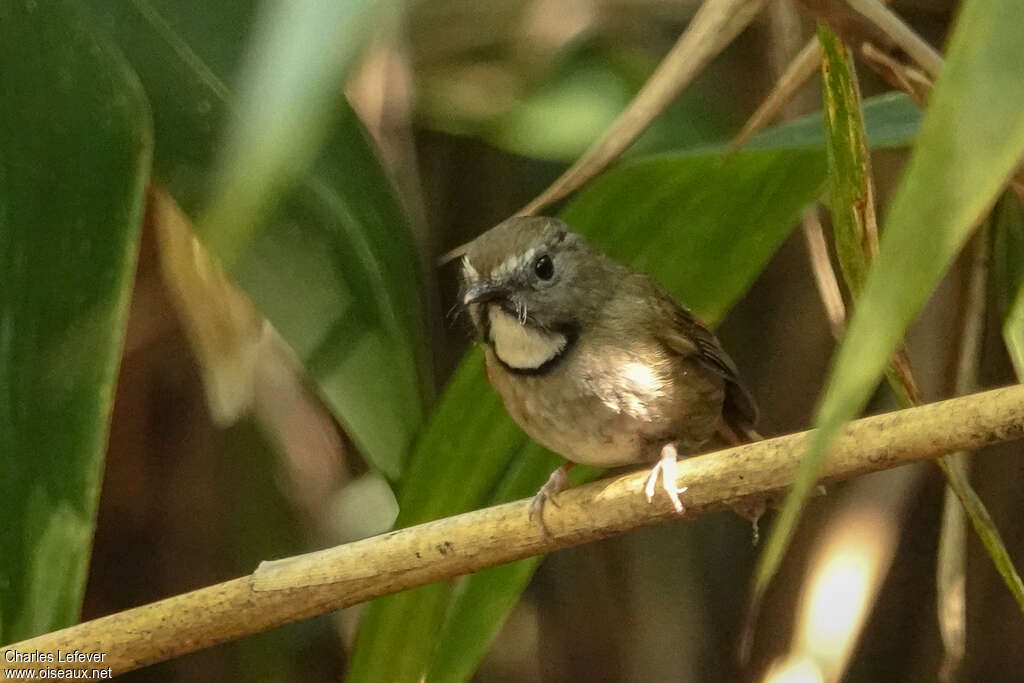 White-gorgeted Flycatcheradult