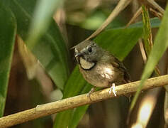 White-gorgeted Flycatcher