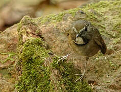 White-gorgeted Flycatcher