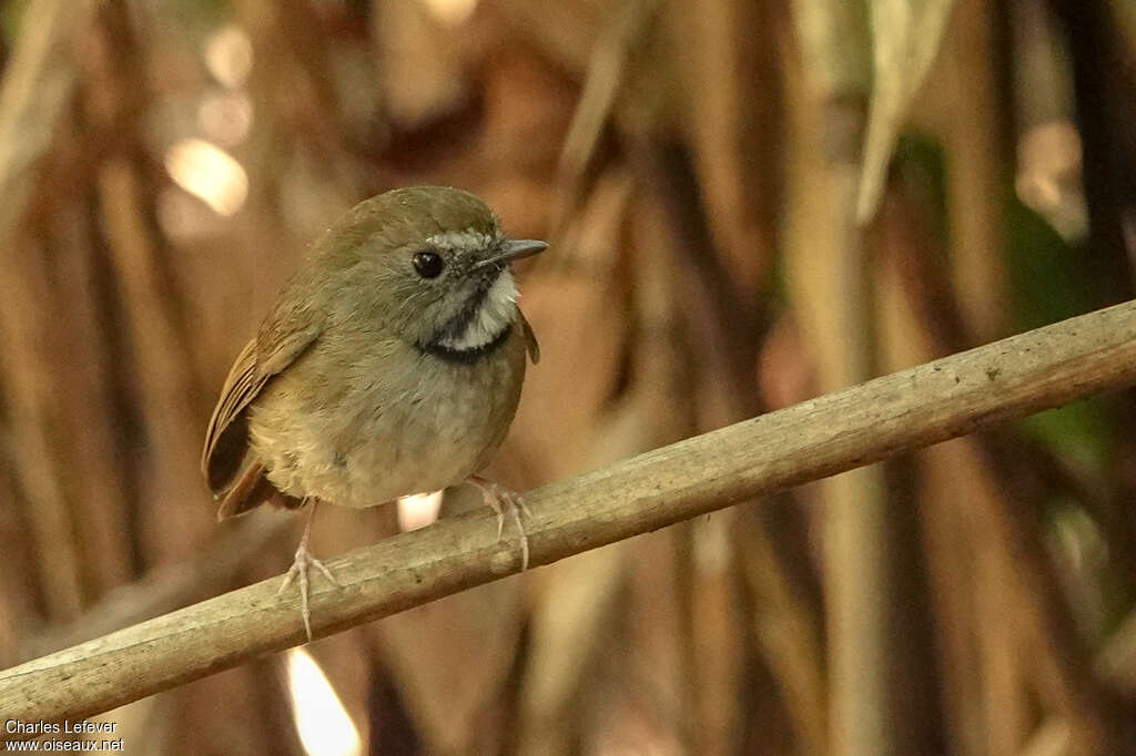 White-gorgeted Flycatcheradult, close-up portrait