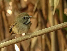 White-gorgeted Flycatcher