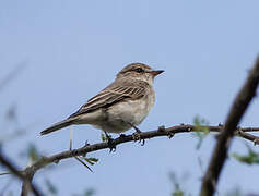 Gambaga Flycatcher