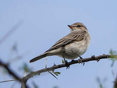 Gambaga Flycatcher