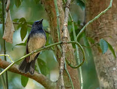 Hainan Blue Flycatcher