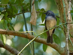 Hainan Blue Flycatcher