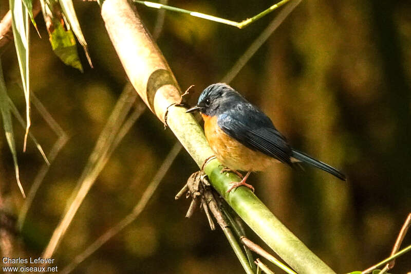 Hill Blue Flycatcher male Second year, moulting, pigmentation