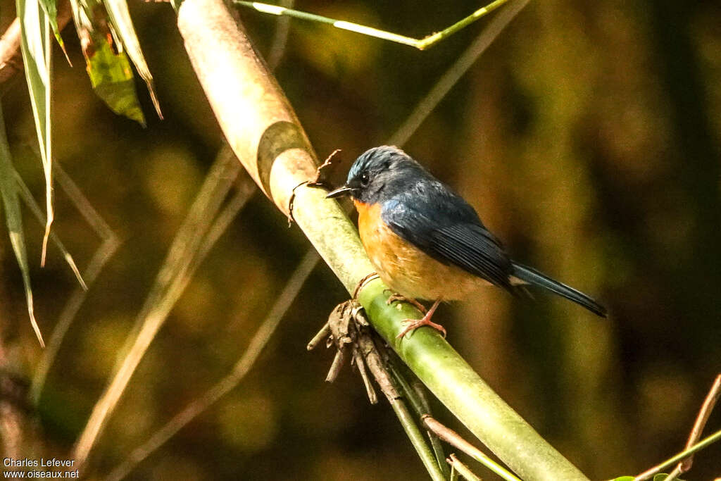 Hill Blue Flycatcher male Second year, moulting, pigmentation