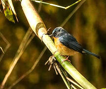 Hill Blue Flycatcher