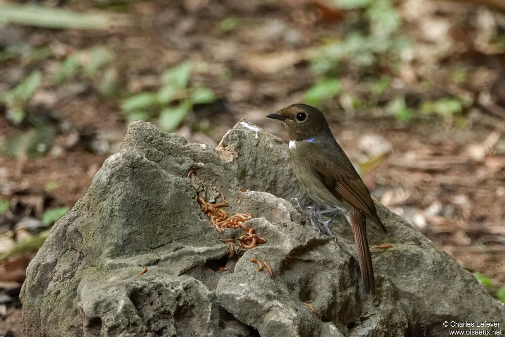 Rufous-bellied Niltava female adult, eats