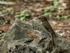 Rufous-bellied Niltava