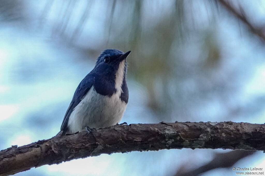 Ultramarine Flycatcher male adult