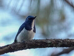 Ultramarine Flycatcher