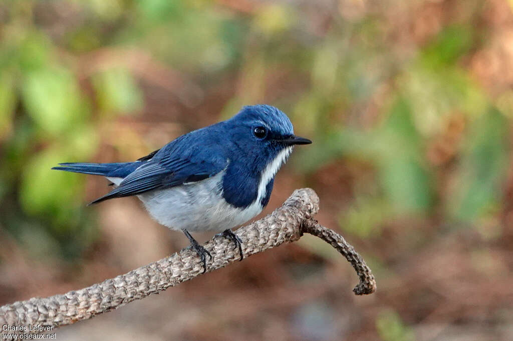 Ultramarine Flycatcher male adult, identification