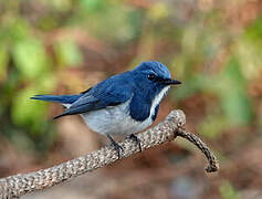 Ultramarine Flycatcher