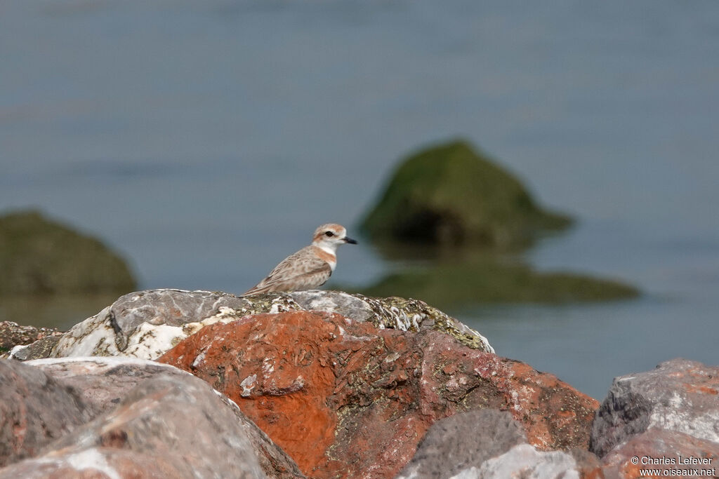 Malaysian Plover female adult