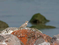 Malaysian Plover