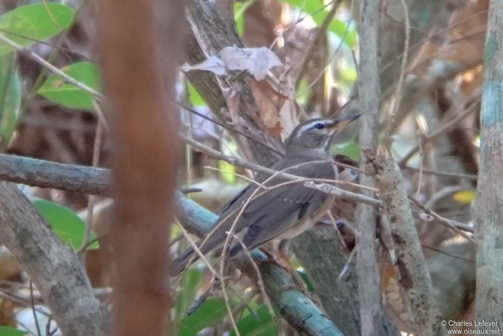 Eyebrowed Thrush