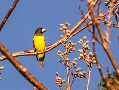 Spot-winged Grosbeak