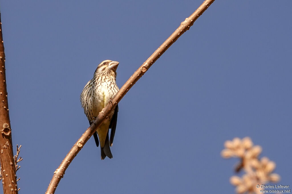 Spot-winged Grosbeak female adult