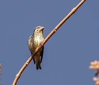 Grosbec à ailes tachetées Mycerobas melanozanthos