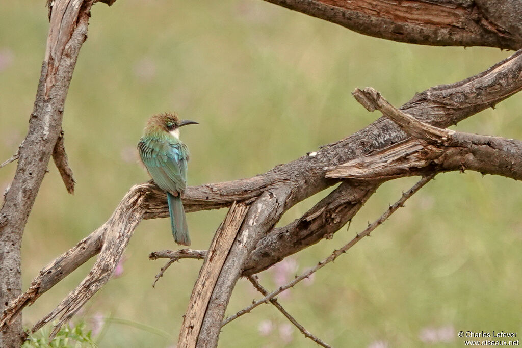 Somali Bee-eateradult