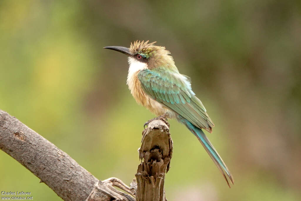 Guêpier de Revoiladulte, identification