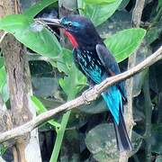 Black Bee-eater