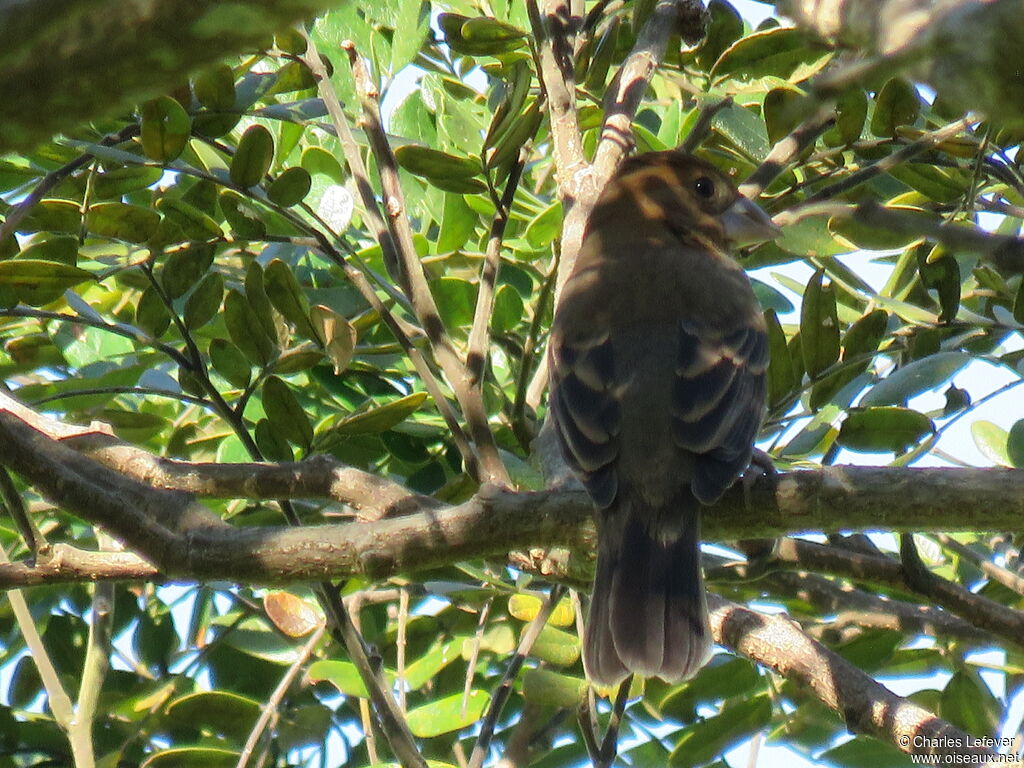 Blue Grosbeak female adult