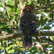 Blue Grosbeak