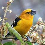 Cardinal à tête jaune